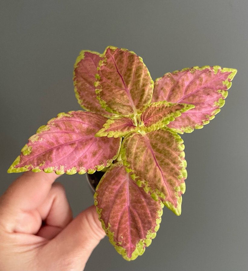 Melon Pin stickling palettblad coleus