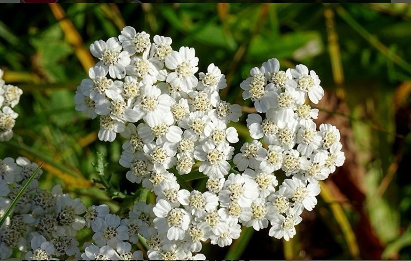 Hill Yarrow rölleka perenn