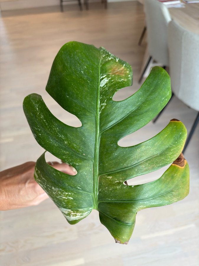 Monstera Deliciosa Albo