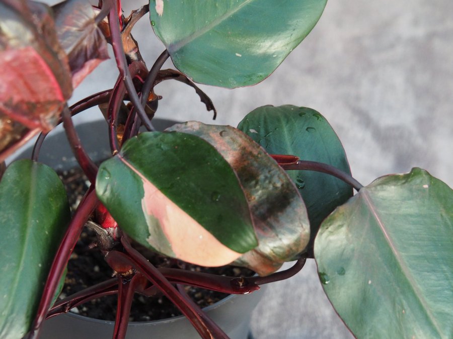 Philodendron Pink princess planta