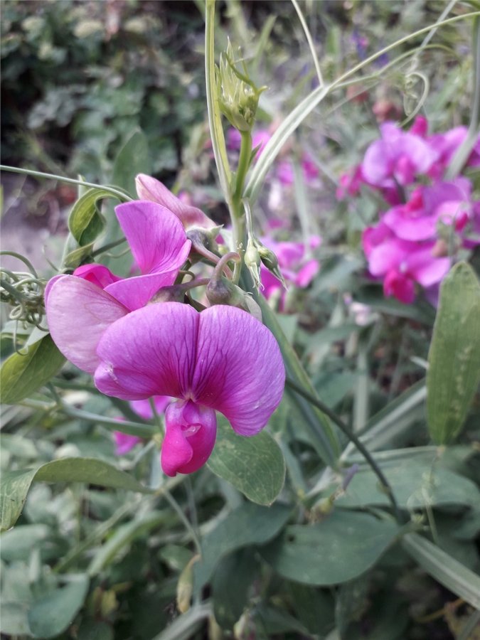 Perenna Luktärtor Rosenvival Rosa 30 frön