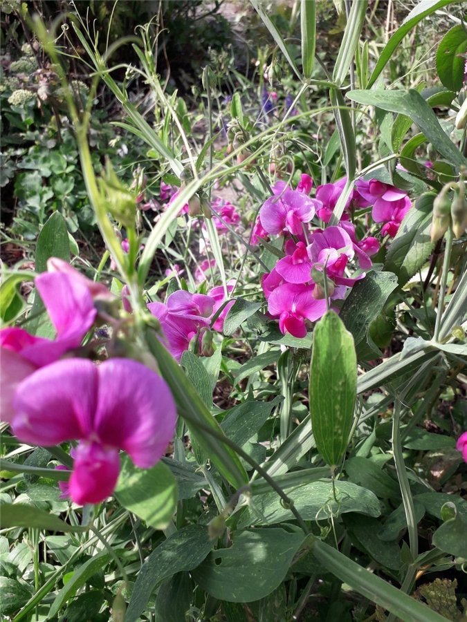 Perenna Luktärtor Rosenvival Rosa 30 frön