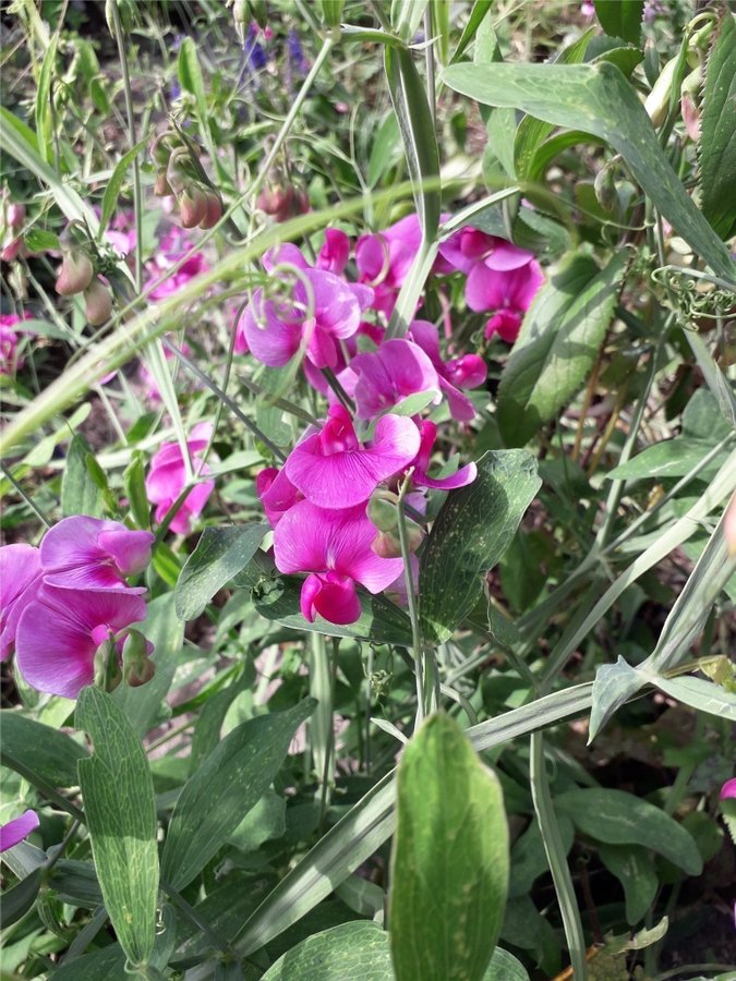 Perenna Luktärtor Rosenvival Rosa 30 frön