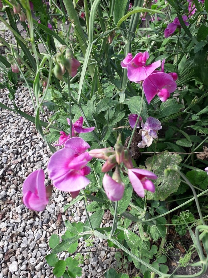 Perenna Luktärtor Rosenvival Rosa 30 frön