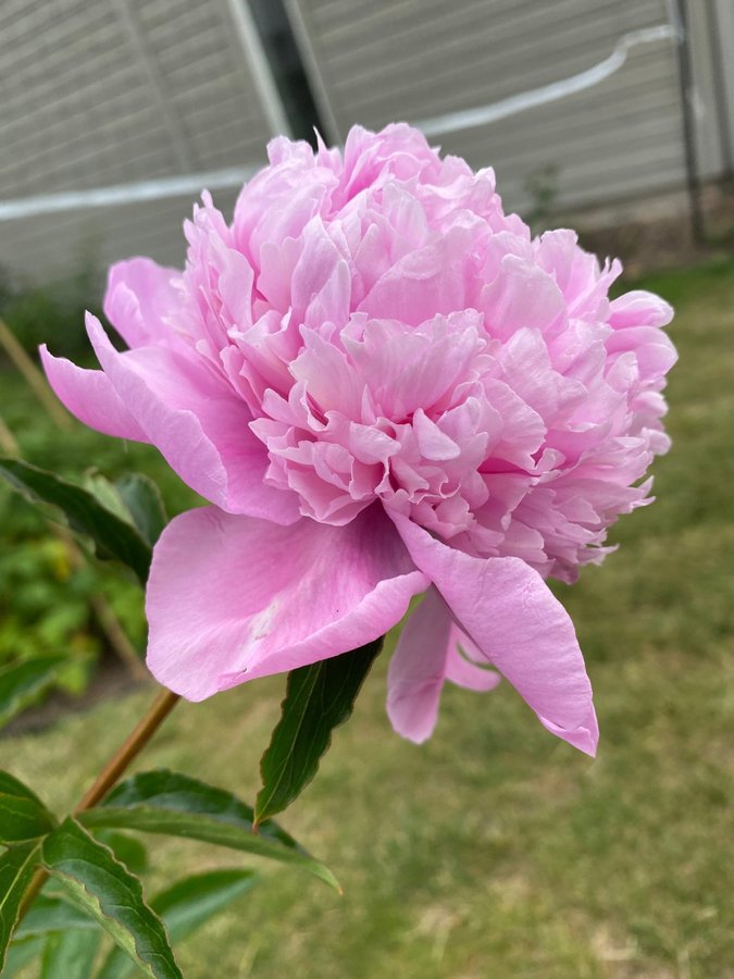 Pion Paeonia Monsieur Jules Elie vackra blommor som en bakelse