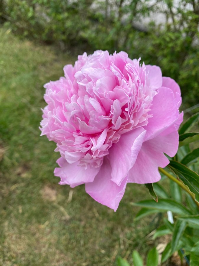 Pion Paeonia Monsieur Jules Elie vackra blommor som en bakelse