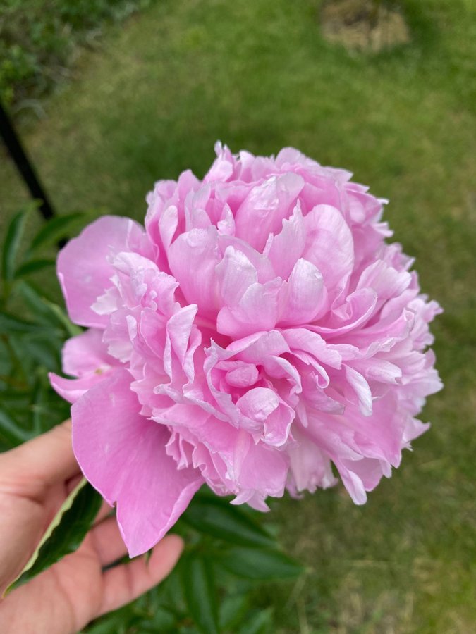 Pion Paeonia Monsieur Jules Elie vackra blommor som en bakelse