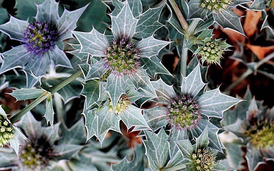 Mycket sällsynt och odlingsvärd!! Sjöjärnek ( eryngium maritimum)