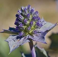 Mycket sällsynt och odlingsvärd!! Sjöjärnek ( eryngium maritimum)