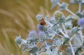 Mycket sällsynt och odlingsvärd!! Sjöjärnek ( eryngium maritimum)