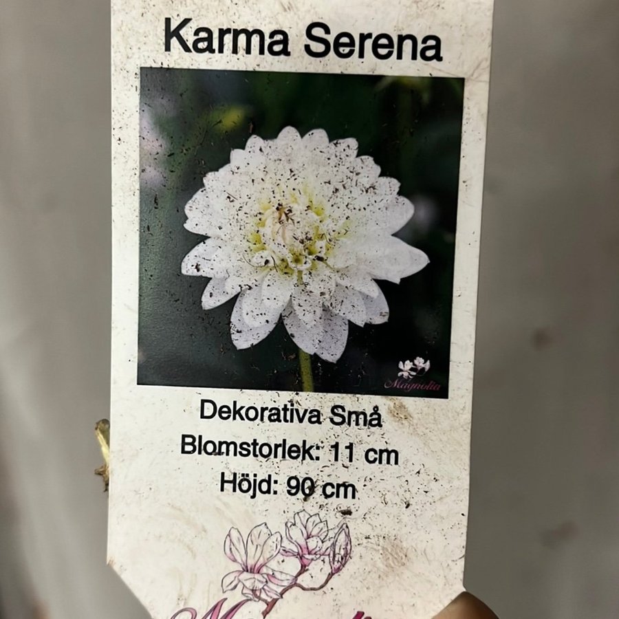 Dahlia Karma Serena