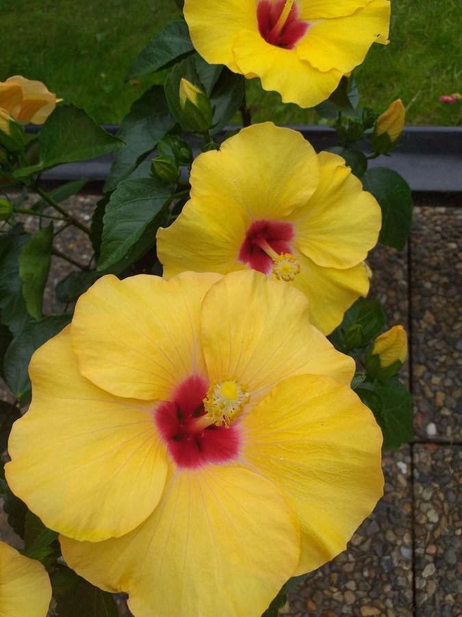 Hibiskus Exotisk Blomma Gul- rotat planta!