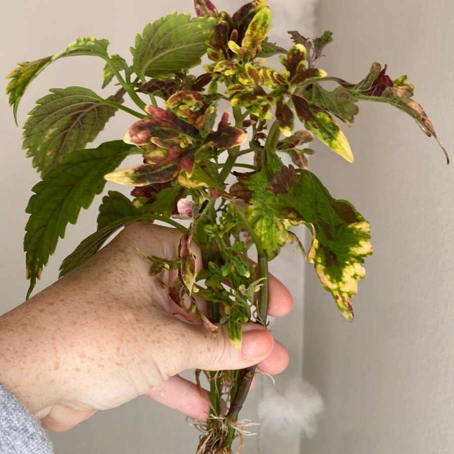 BURNING BUSH + STORMY WEATHER + EMPRESS-fröis *palettblad*coleus*