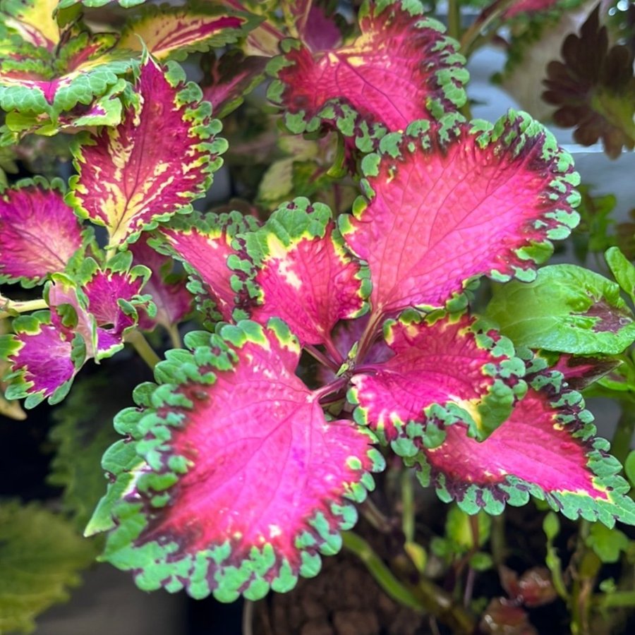 Coleus