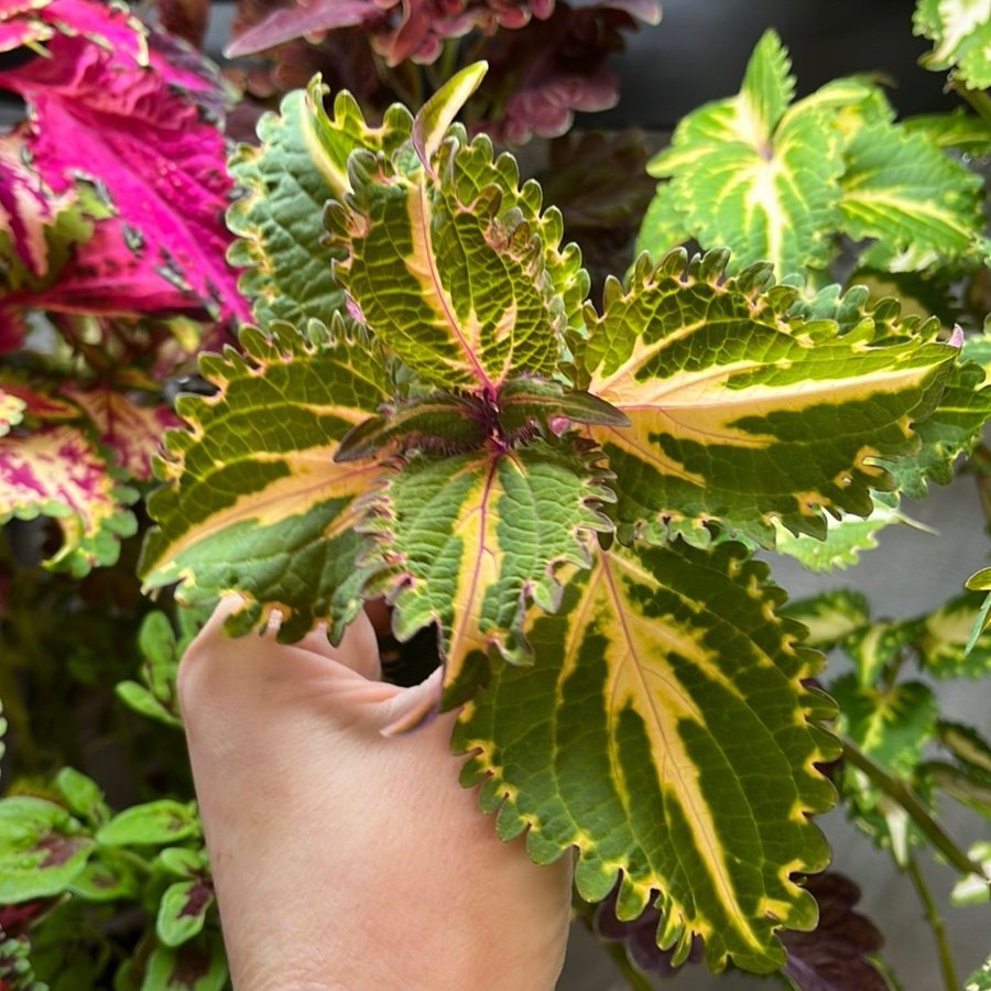 Coleus