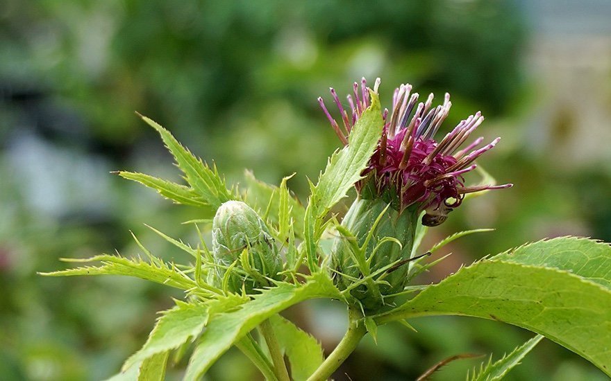 Cang Zhu (Atractylodes lancea )