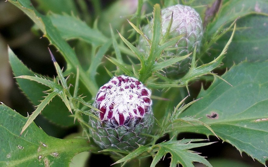 Cang Zhu (Atractylodes lancea )