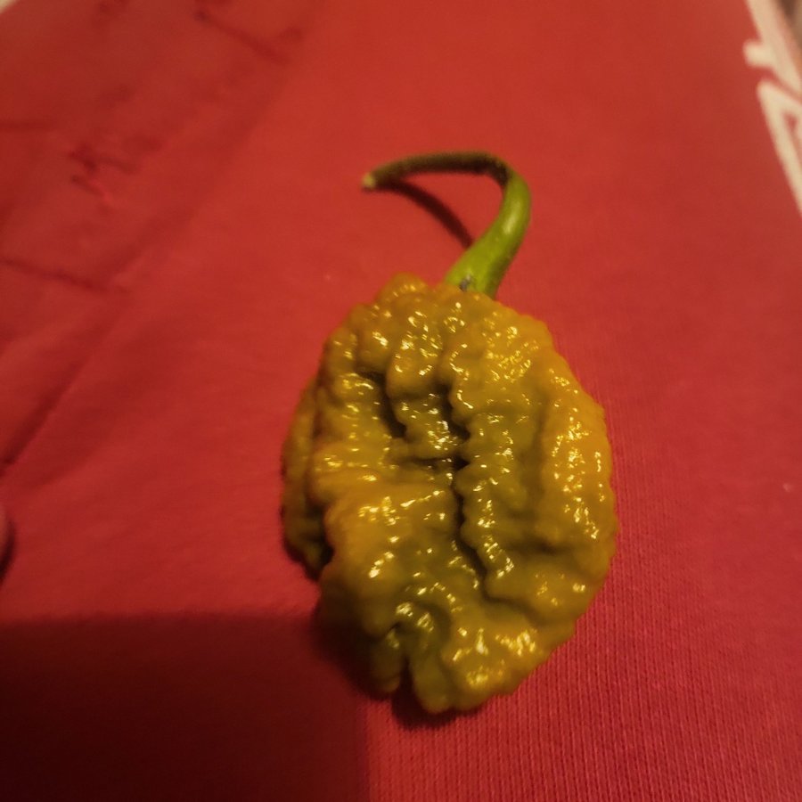 Pepper x frön världens starkaste chili