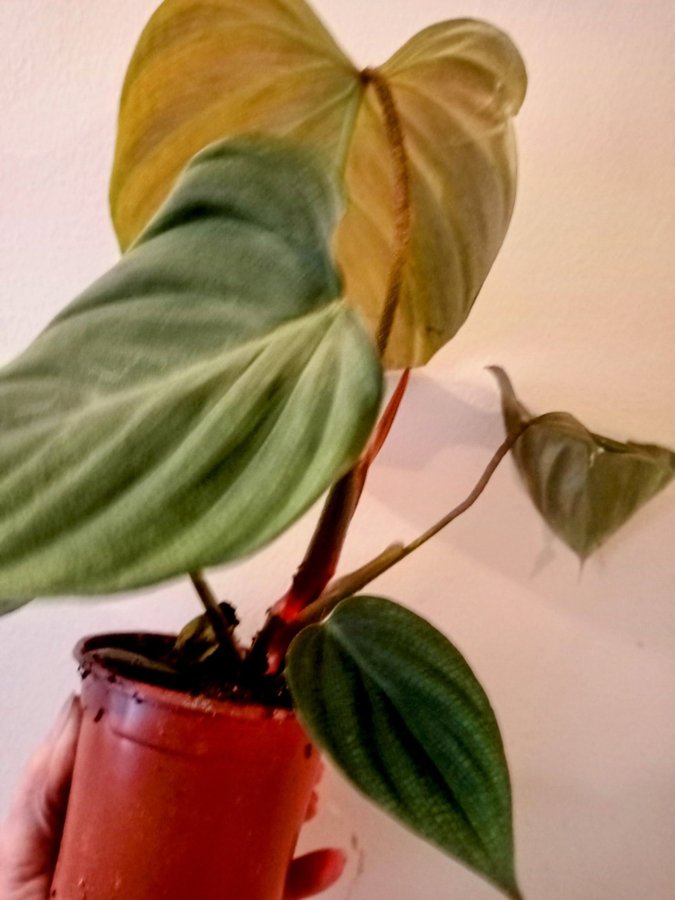 PHILODENDRON " SPLENDID" - planta