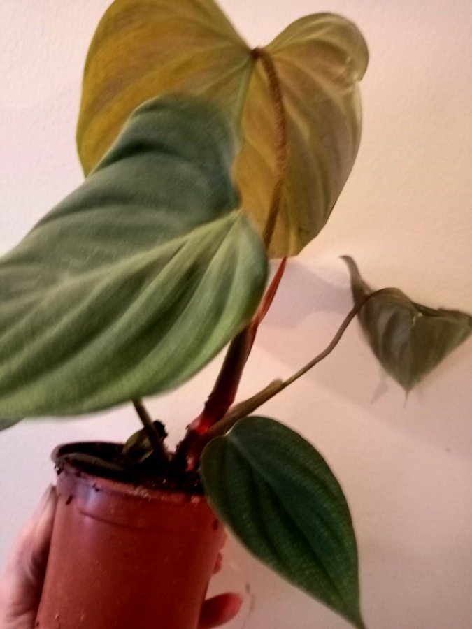 PHILODENDRON " SPLENDID" - planta