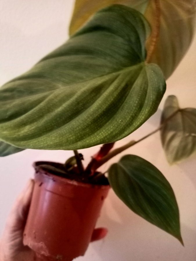 PHILODENDRON " SPLENDID" - planta