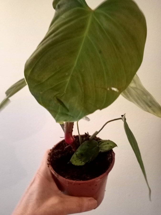 PHILODENDRON " SPLENDID" - planta