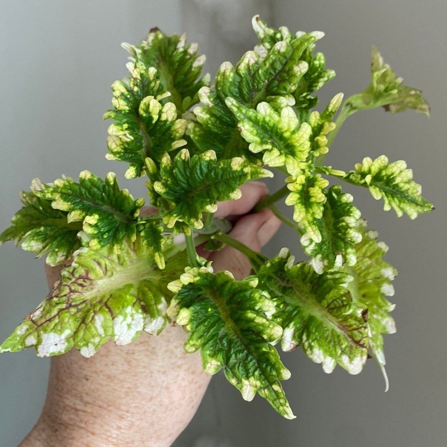 2 st GILDA GUL SPORT *palettblad*coleus*