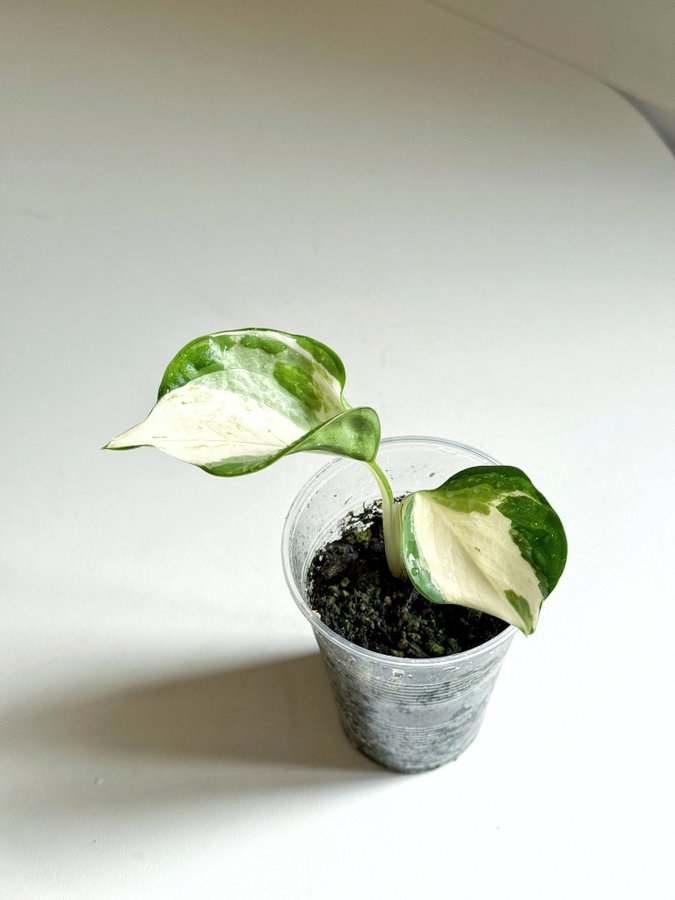 Epipremnum " MANJULA HAPPY LEAF " Liten planta (Gullranka, Aureum, variegata)