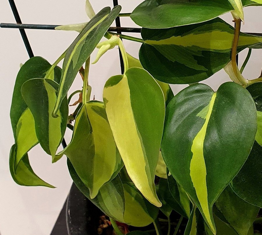 Philodendron Scandens Brazil 5 sticklingar