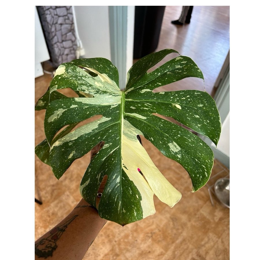 Monstera Thai Constellation yellow star