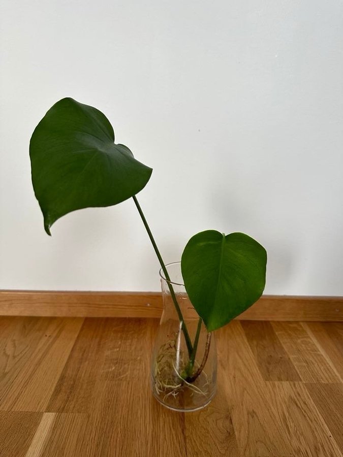 Monstera stickling