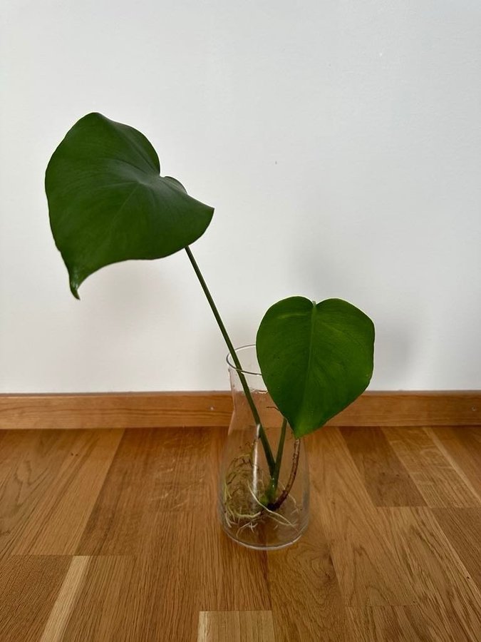 Monstera stickling