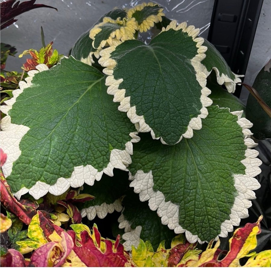 Säljer en vacker Plectranthus Forsteri