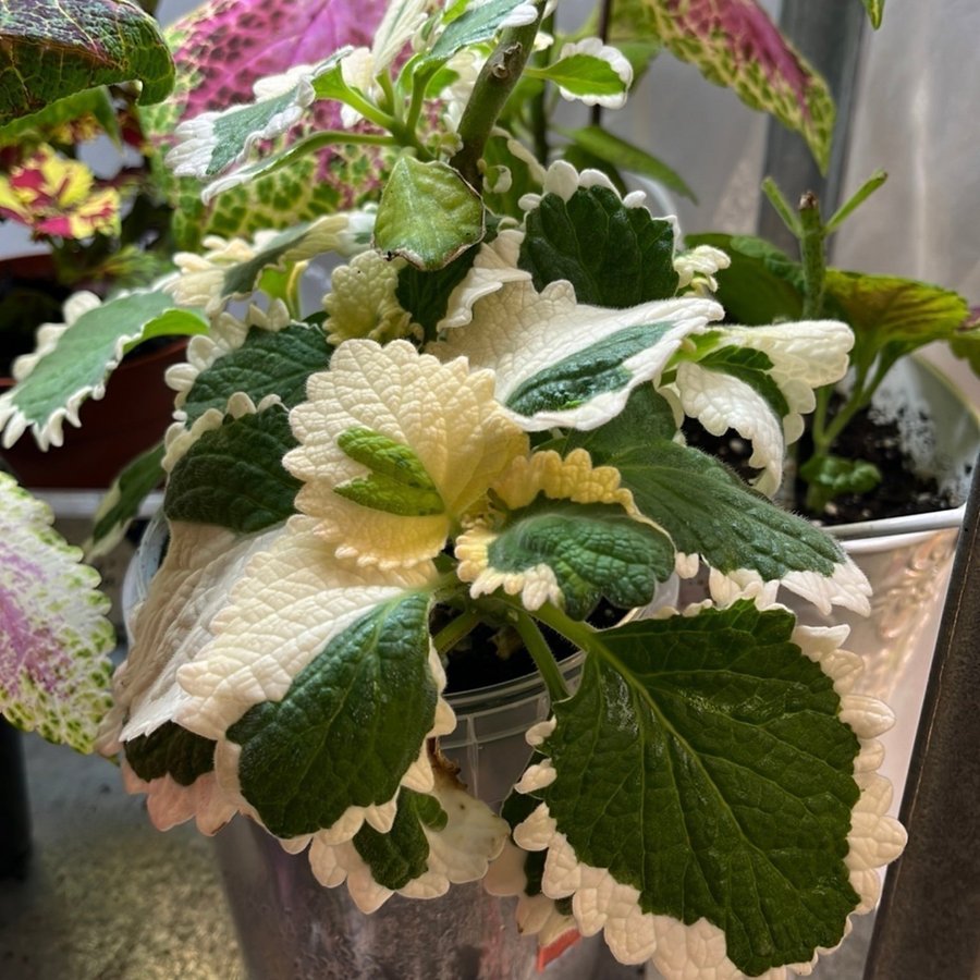 Säljer en vacker Plectranthus Forsteri