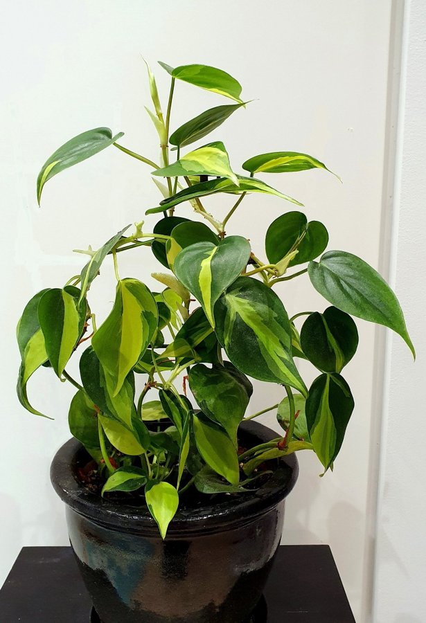 Philodendron Scandens Brazil 3 välrotade sticklingar