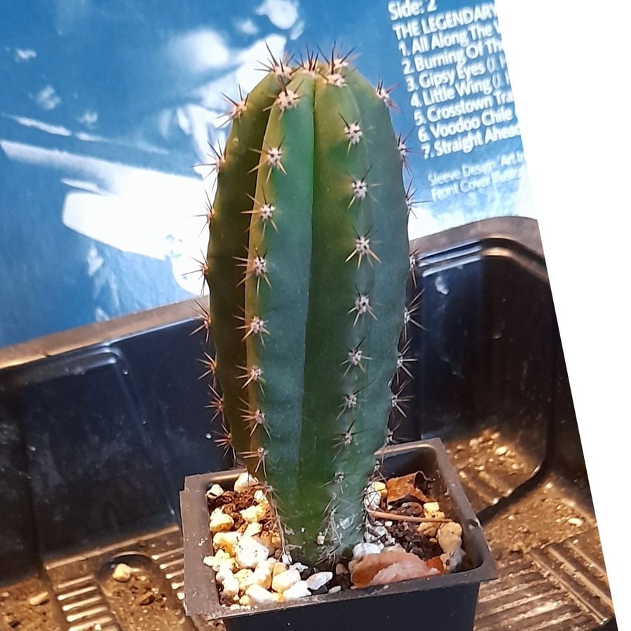 Trichocereus Pachanoi San Pedro kaktus