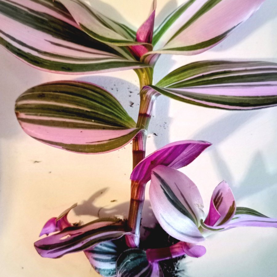 TRADESCANTIA "NANOUK"- planta