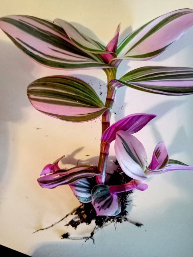 TRADESCANTIA "NANOUK"- planta