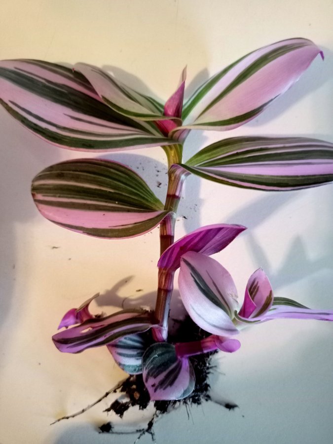 TRADESCANTIA "NANOUK"- planta