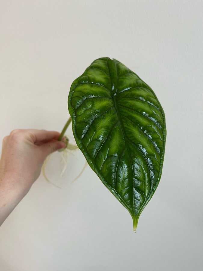 Alocasia Dragon Scale