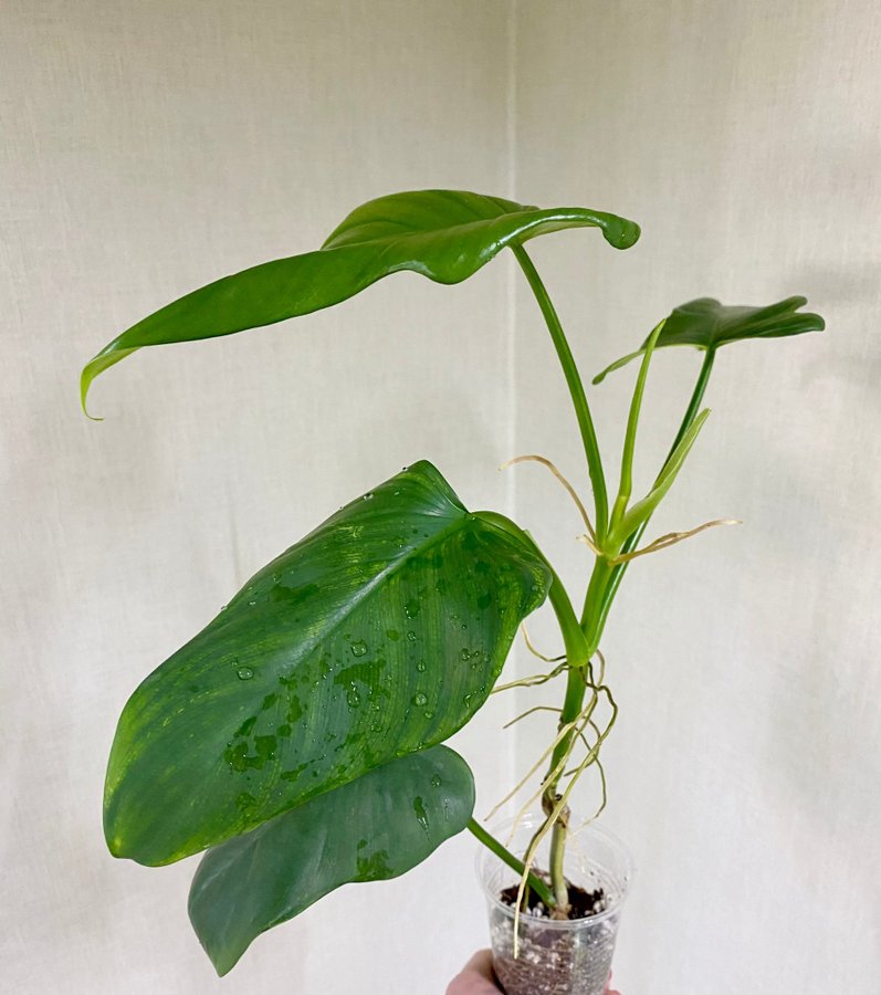 Philodendron Bipennifolium Variegata