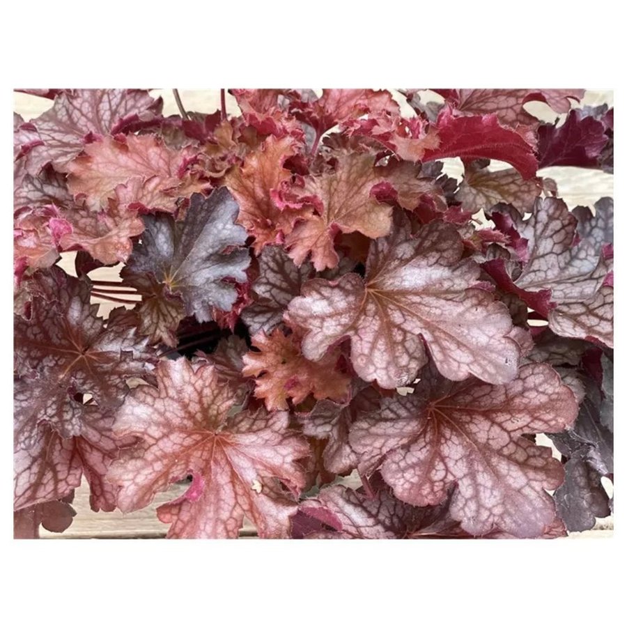 Nya Sort ! Heuchera Ruby Tuesday