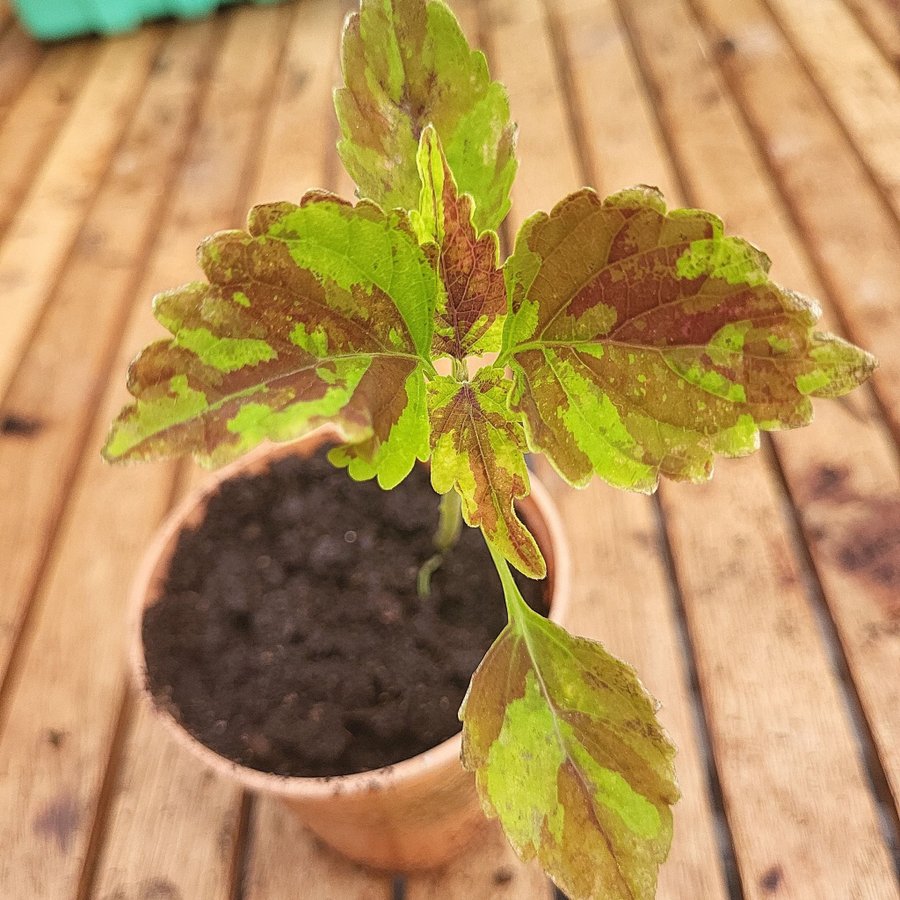 Coleus palettblad