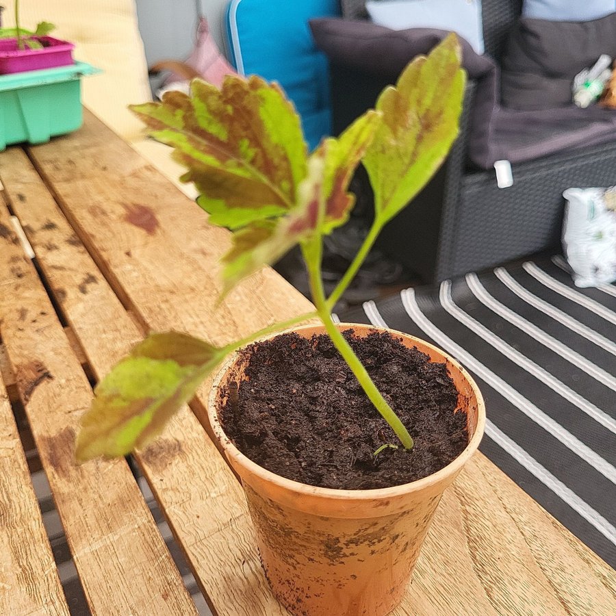 Coleus palettblad