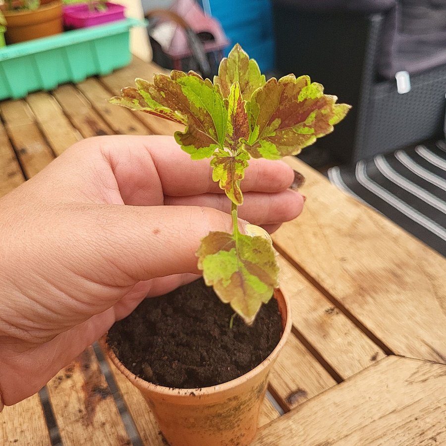 Coleus palettblad