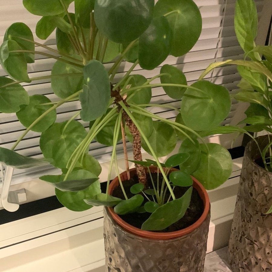 Pilea Peperomioides