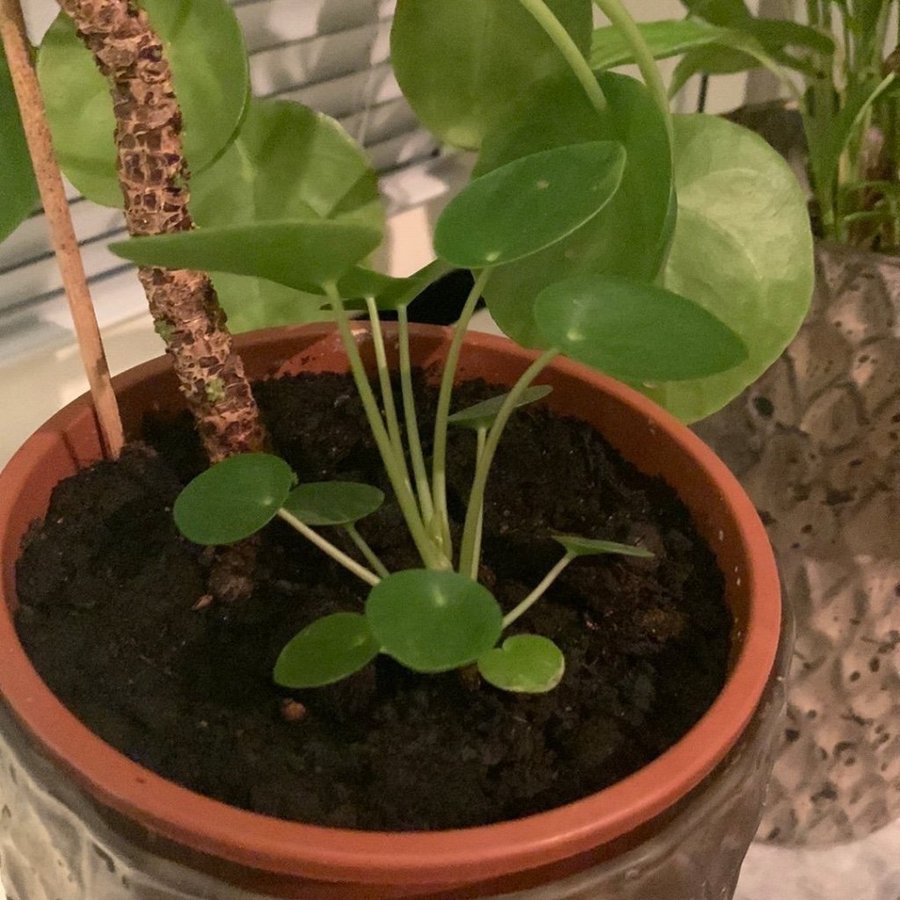 Pilea Peperomioides