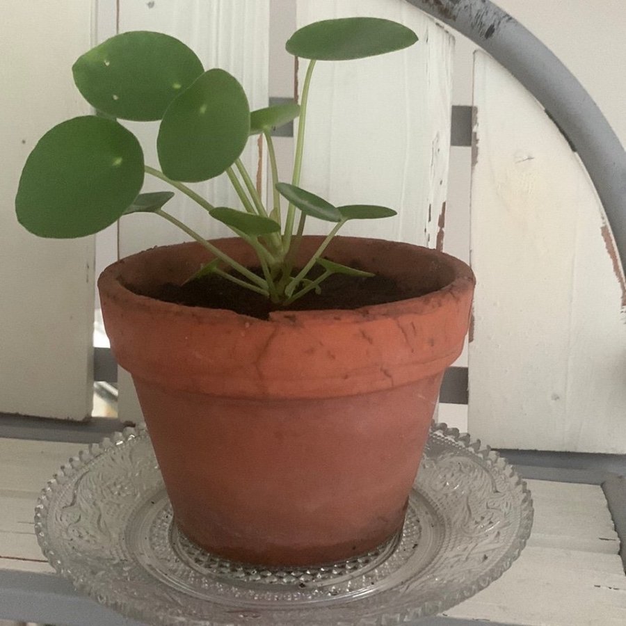 Pilea Peperomioides