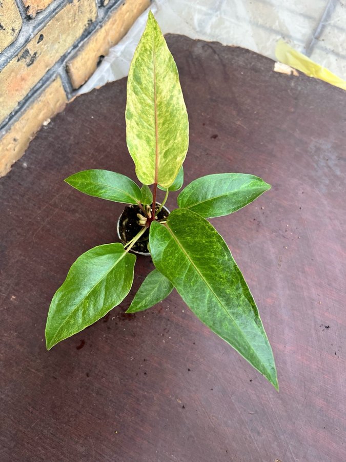 Anthurium Jungle King