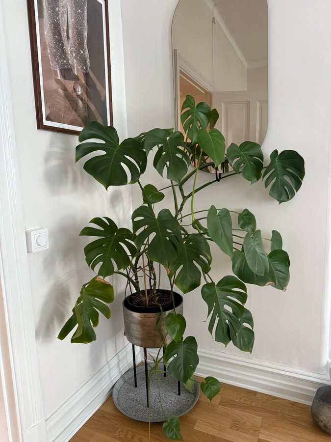 Monstera Deliciosa